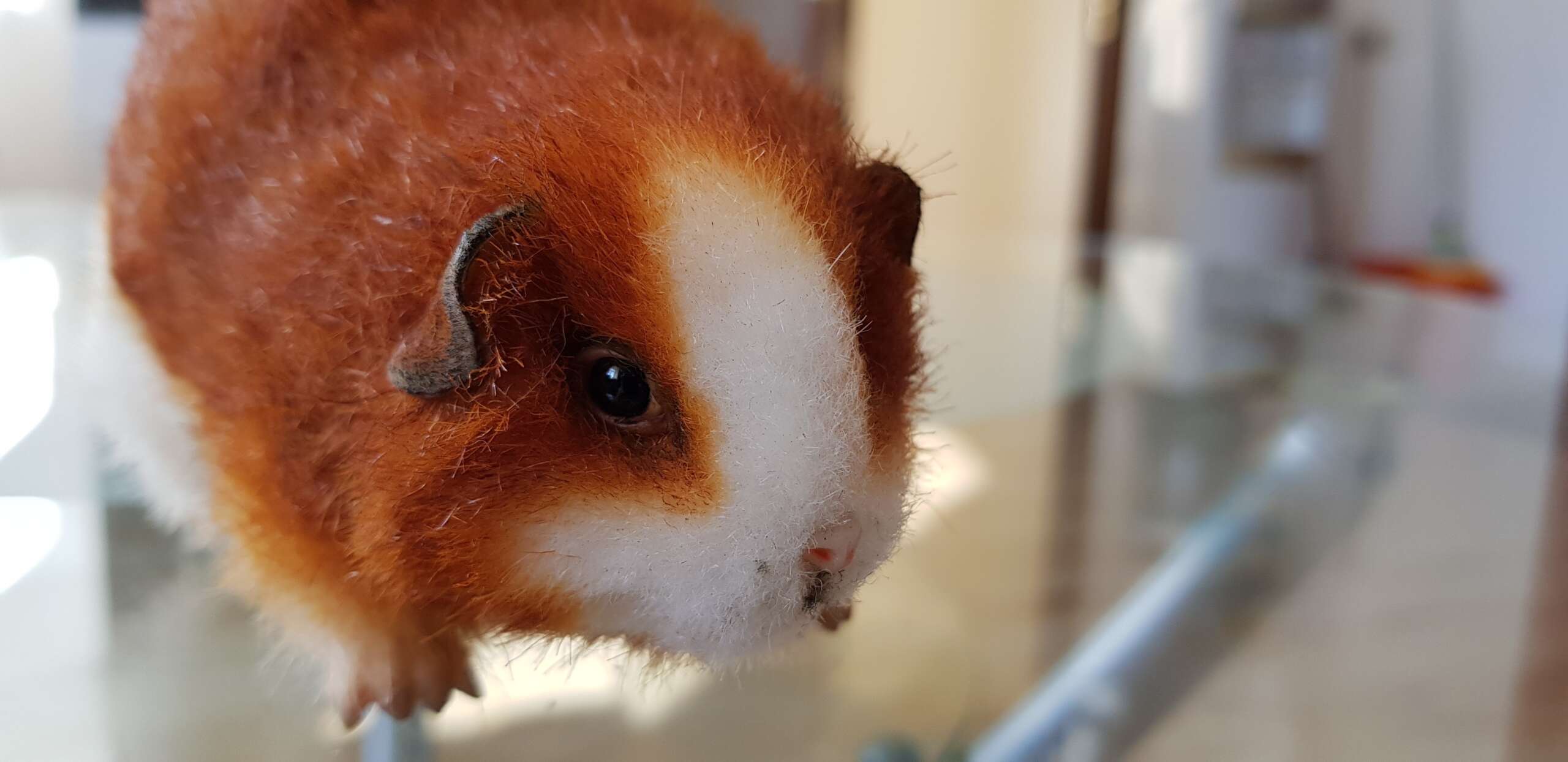 Custom ginger guinea pig stuffed animal Custom guinea pig stuffed animal in long ginger faux fur with a white muzzle, handmade to order