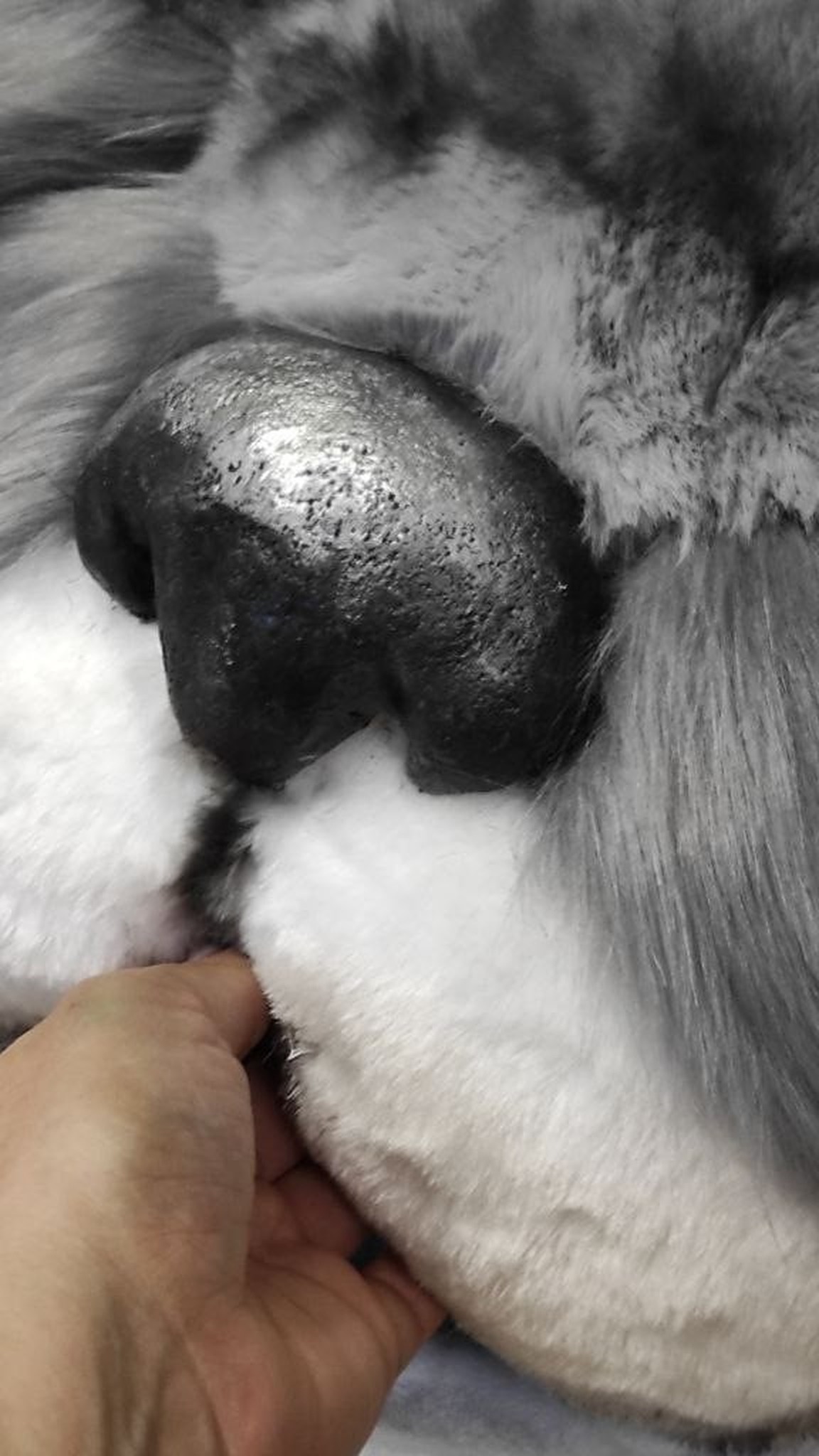 Glossy black nose on the giant anime fox head plush, white faux fur cheeks, a hand for scale, made to order