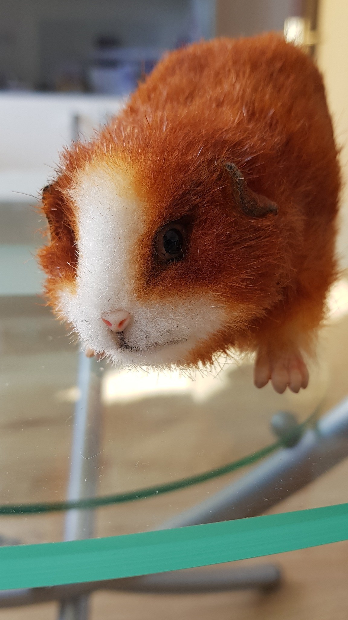Ginger guinea pig plush with tiny sculpted pink toes and a white blaze, made to order