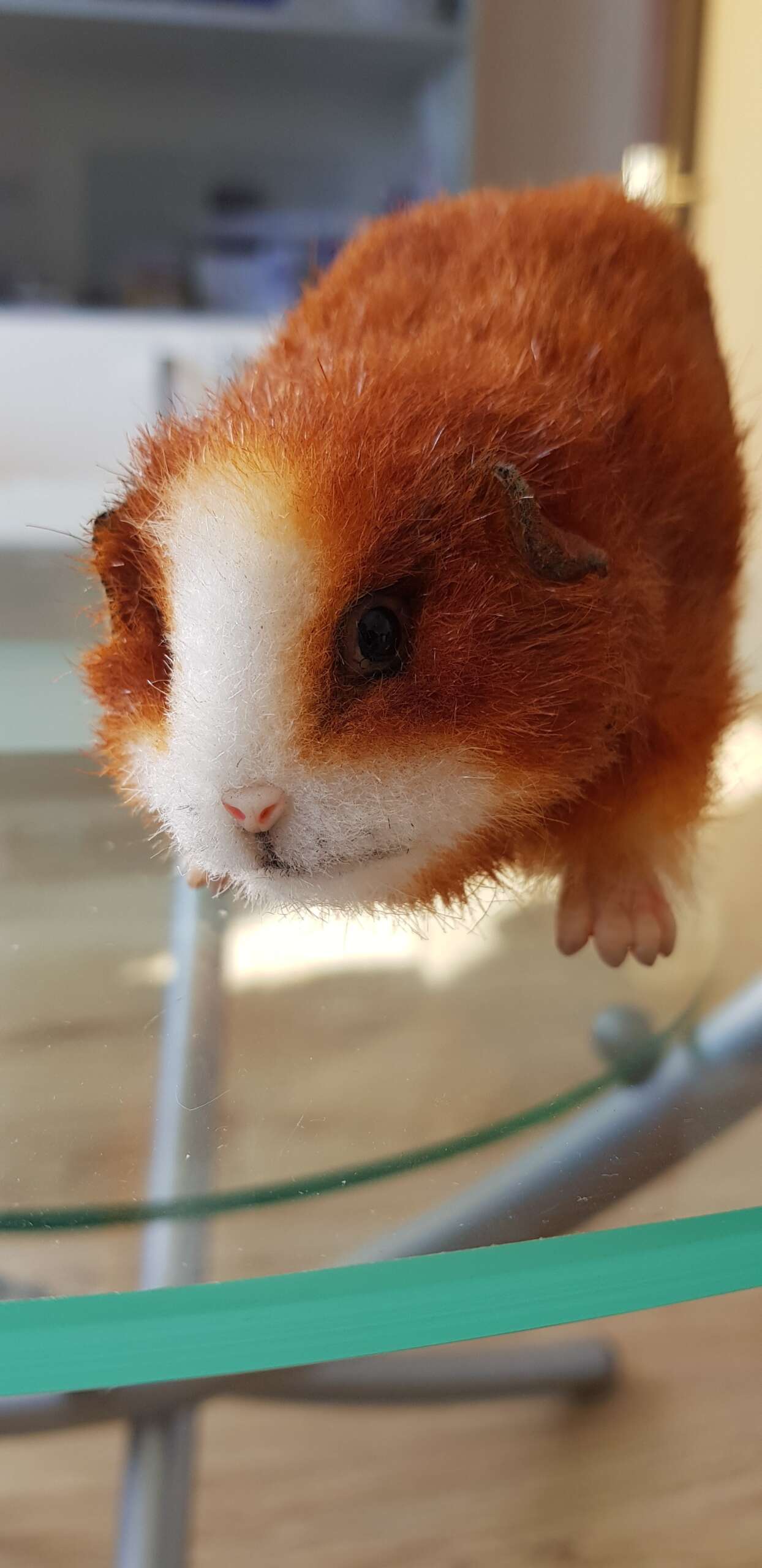 Guinea pig plush with sculpted toes Ginger guinea pig plush with tiny sculpted pink toes and a white blaze, made to order