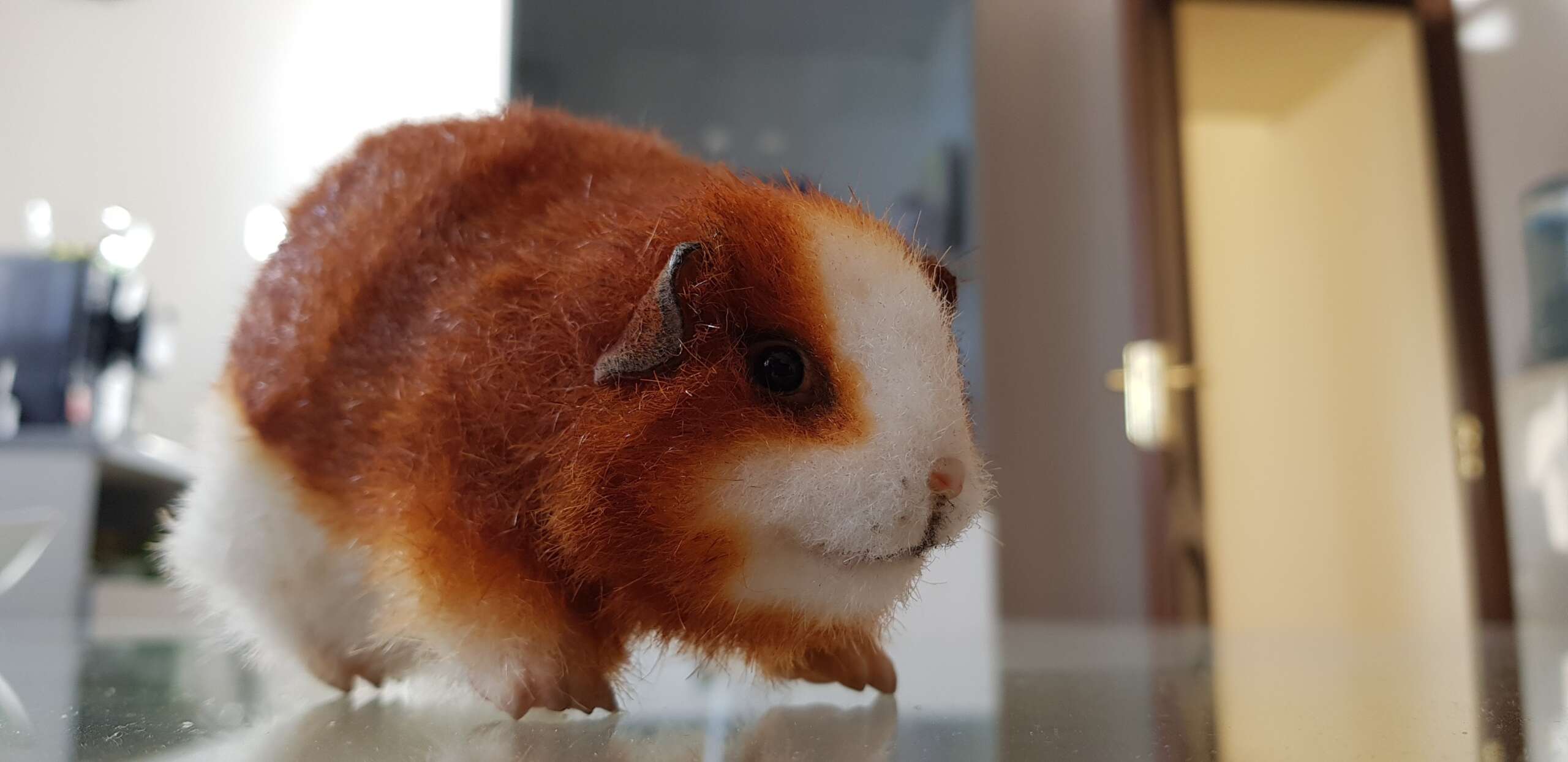 Ginger guinea pig plush with white blaze Ginger guinea pig plush with a white blaze, dark folded ears and black eyes, handmade to order