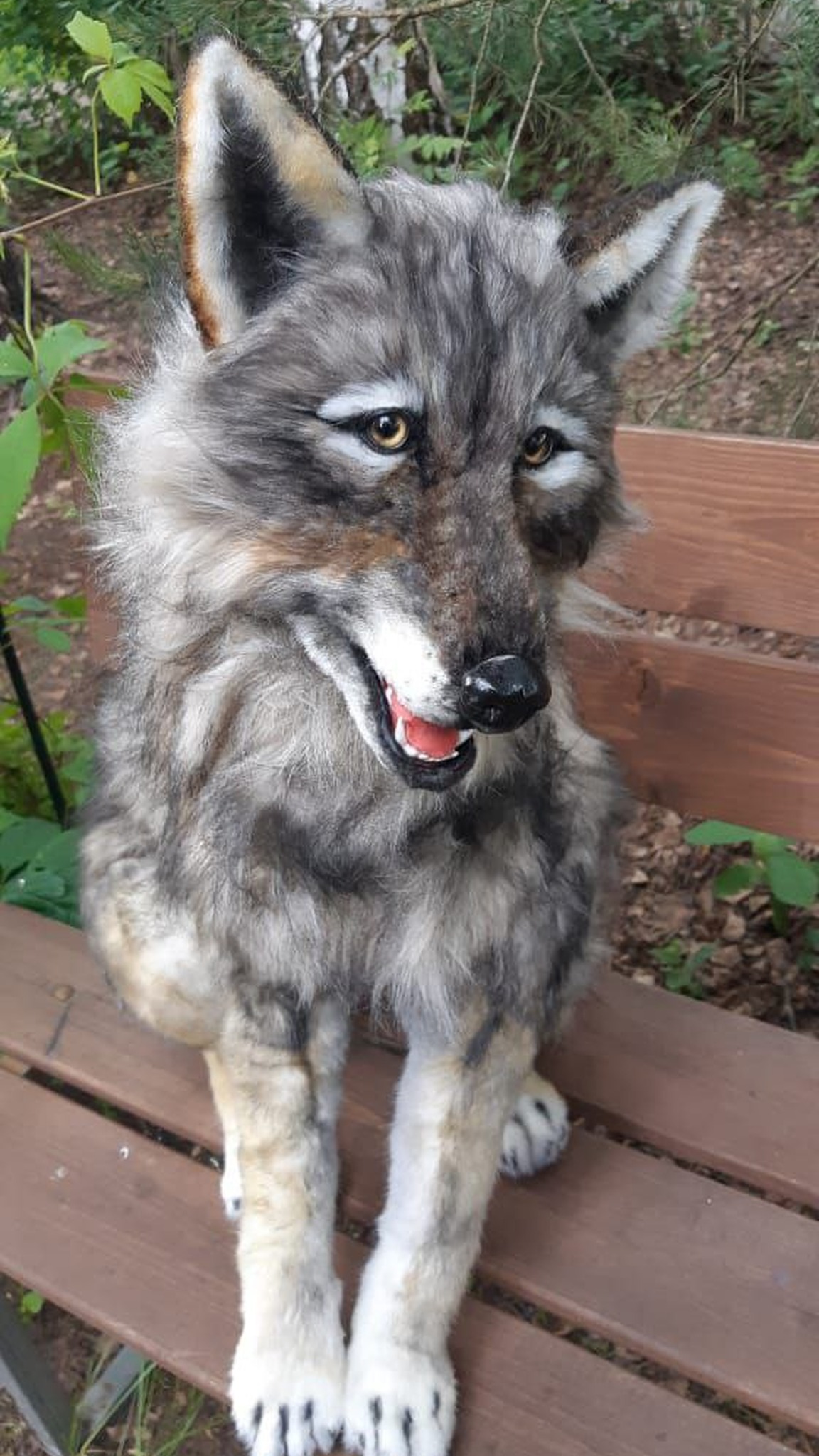 Grey wolf plush, realistic and handmade to order, on a garden bench: amber eyes, pink tongue, black nose