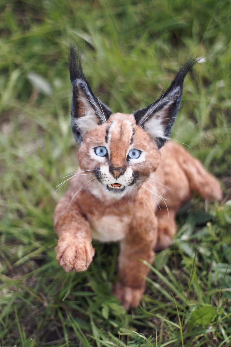 Handmade caracal kitten toy made from a photo Handmade caracal kitten toy on green grass, black ear tufts and blue eyes, made to order from a photo