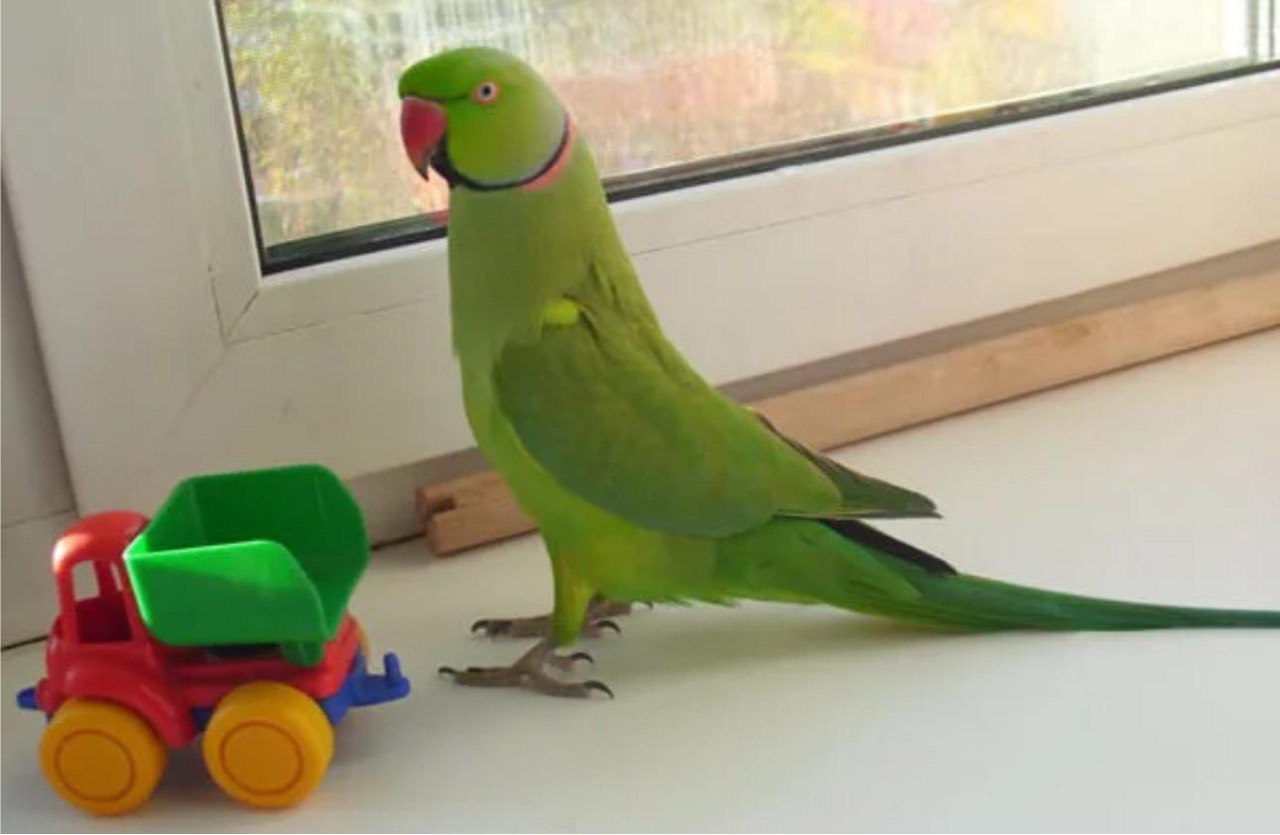 Pet ringneck, reference for the custom parrot plush The real pet Indian ringneck the customer photographed, the reference for this custom parrot plush