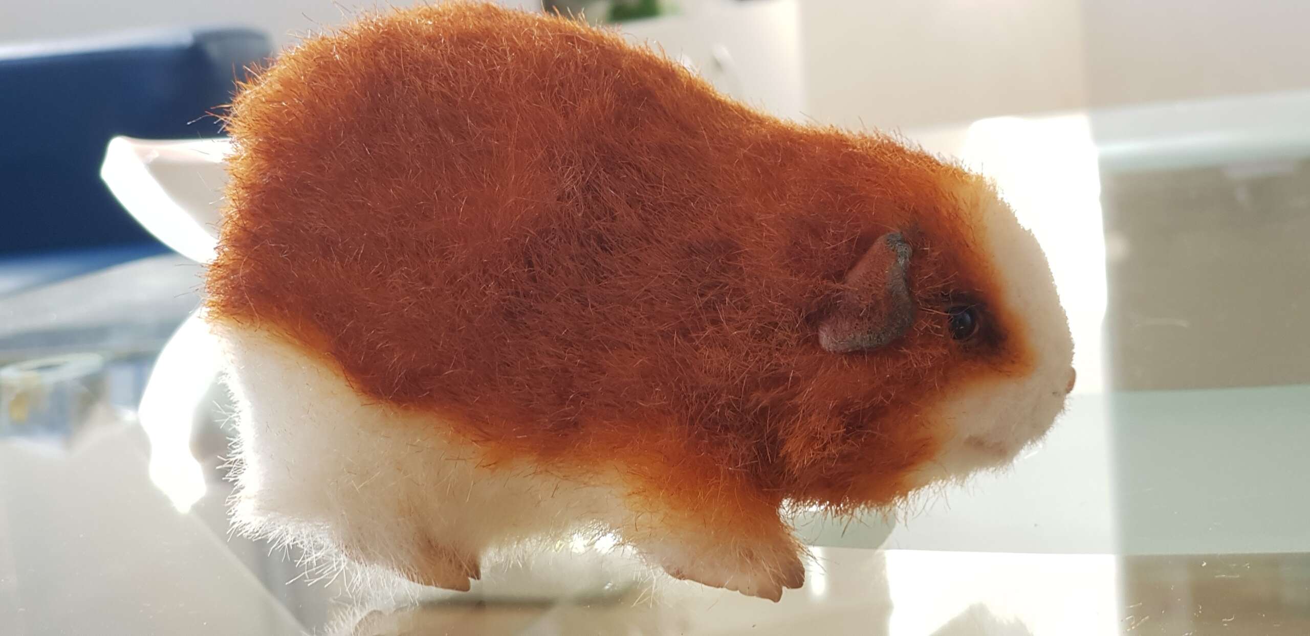 Lifelike ginger and white guinea pig toy Lifelike guinea pig toy, ginger back and white belly faux fur, sewn by hand for one customer