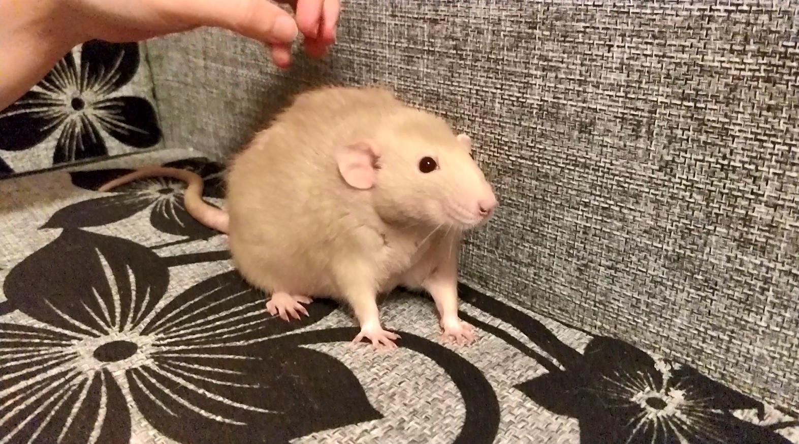 Pet rat, reference for the custom rat plush The owner's real beige pet rat on a sofa, the photo reference for this custom rat plush