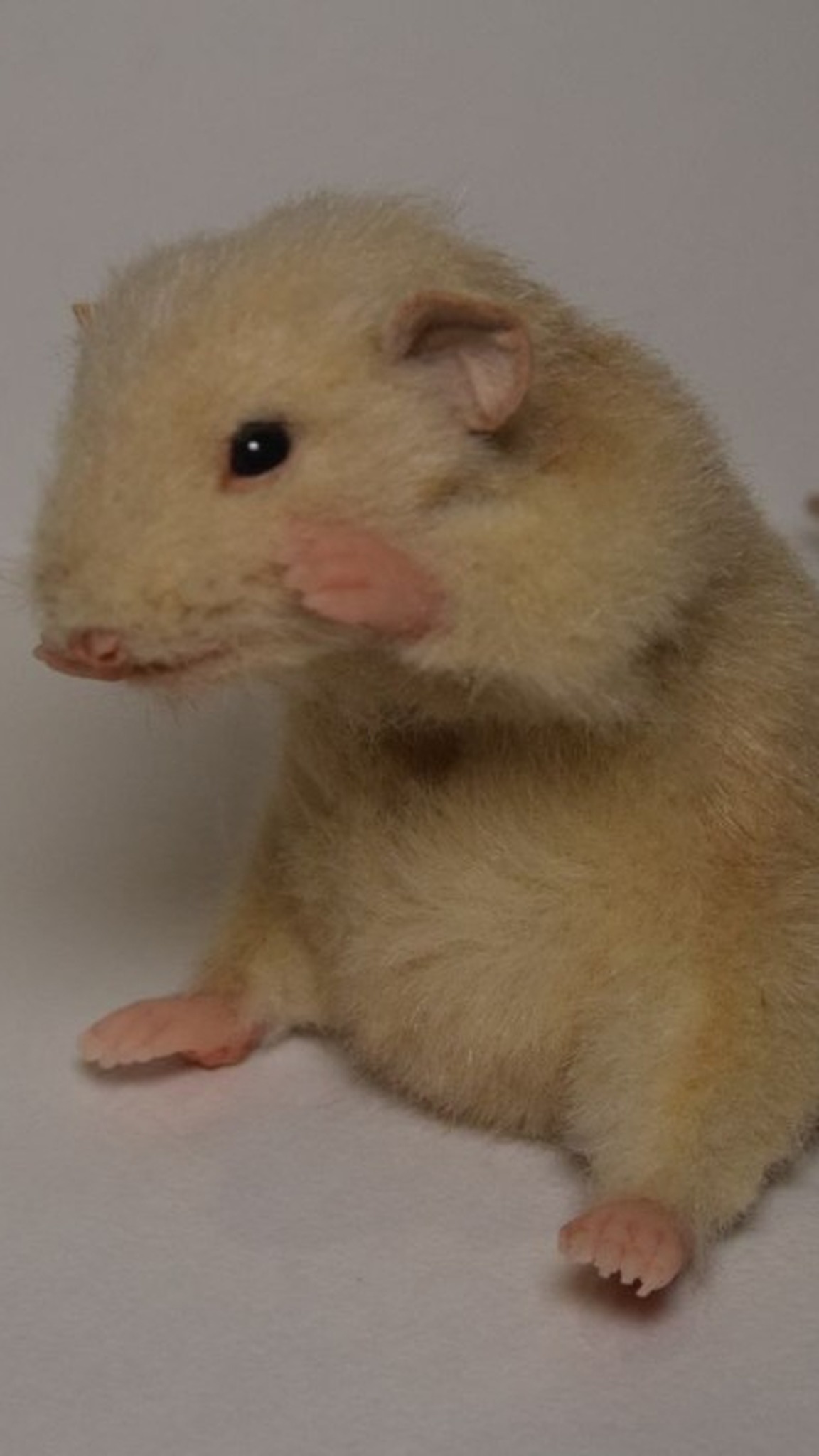 Beige custom rat plush with a pink paw to its nose, a pet rat copy sewn by hand to order