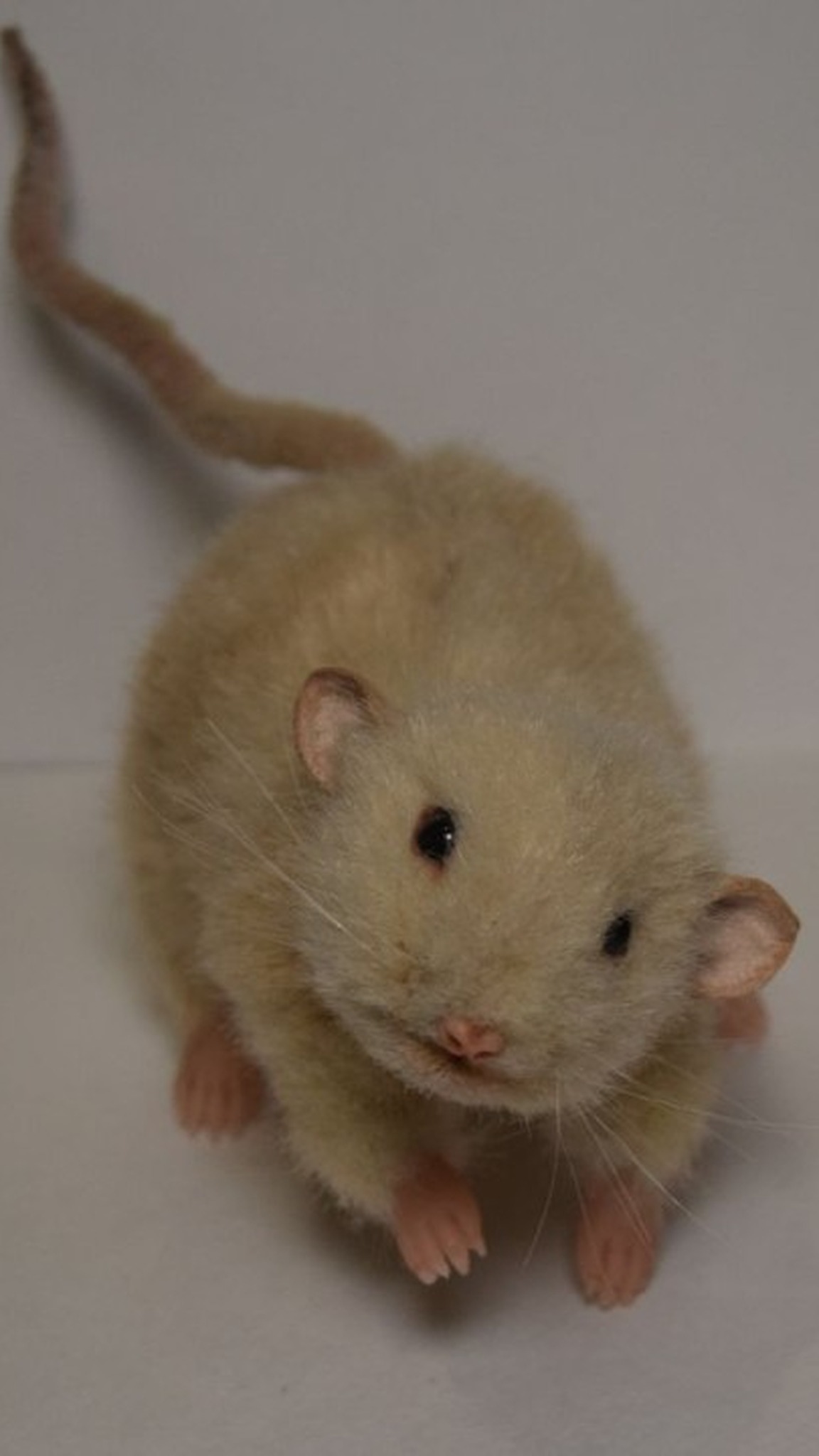 Custom pet rat plush with long tail and pink fingers, beige faux fur, handmade to order from photos