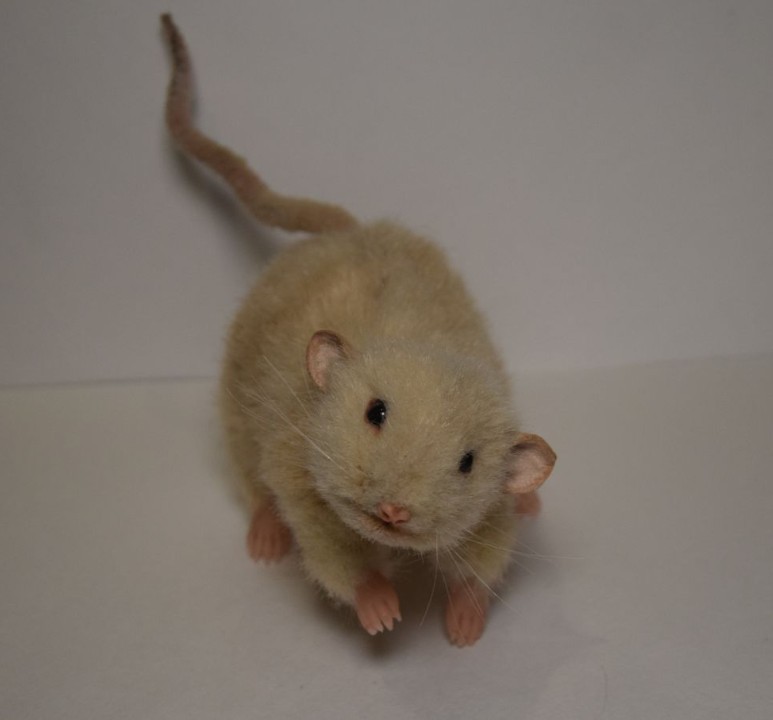 Rat plush with a long tail Custom rat plush with a long pink tail and tiny pink fingers, a beige pet rat sewn by hand to order