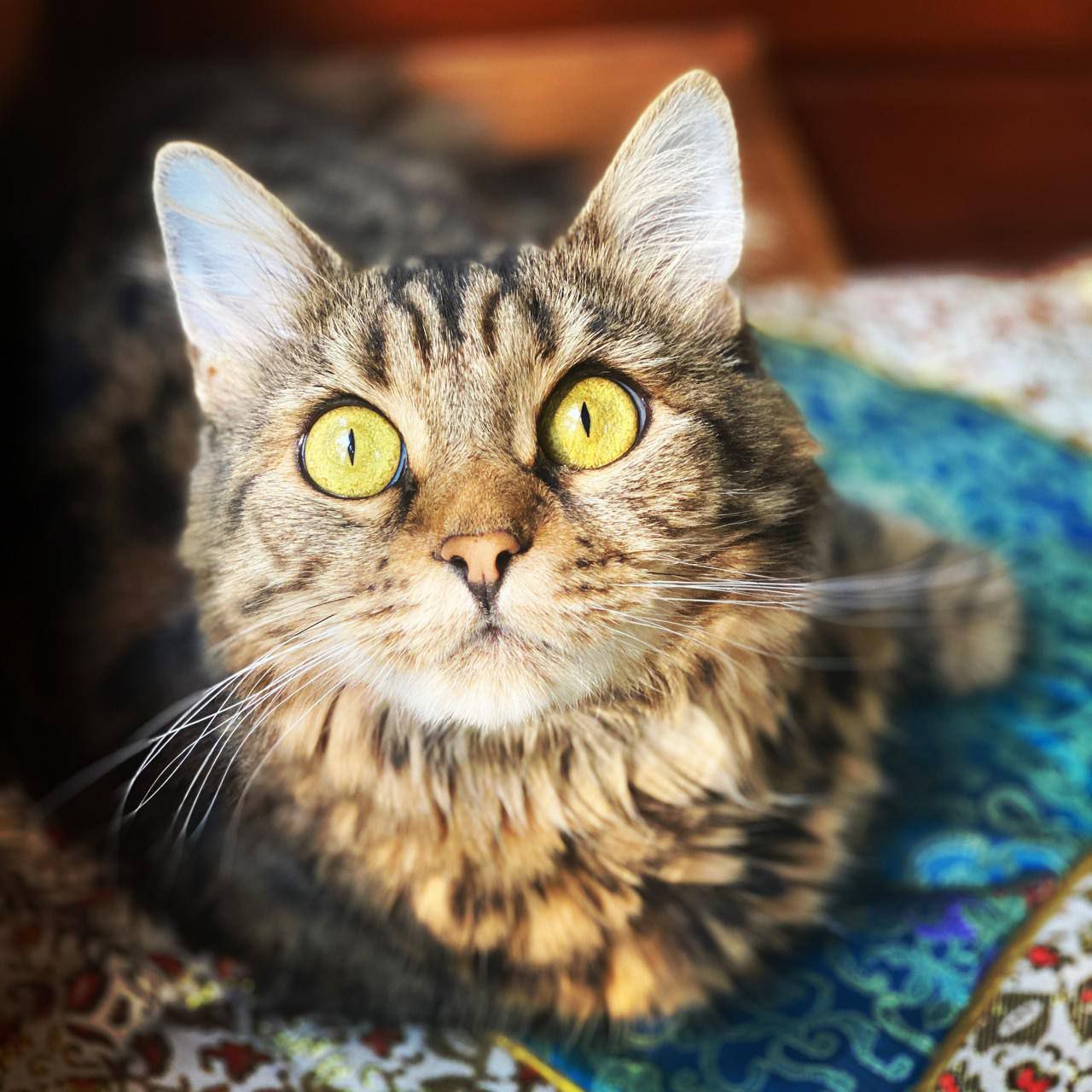 The real tabby cat behind the plush – customer photo The real long-haired tabby cat our custom cat plush was made from - customer photo