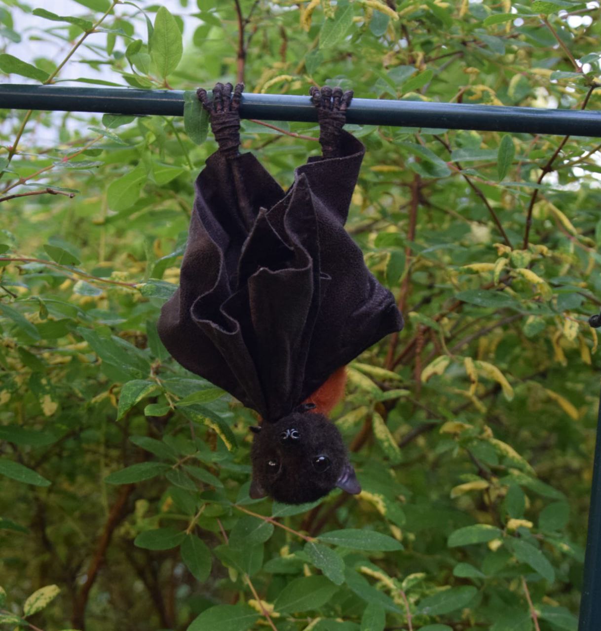Bat plush hanging upside down Realistic bat plush hanging upside down from a rail by her claws, wings wrapped around, custom made to order