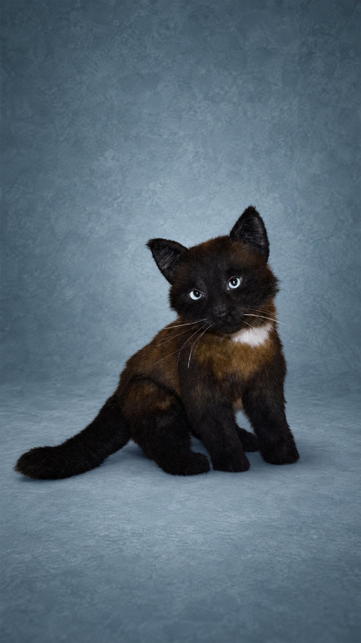 Custom black kitten plush with pale blue eyes and long white whiskers, sewn by hand from a cat's photos