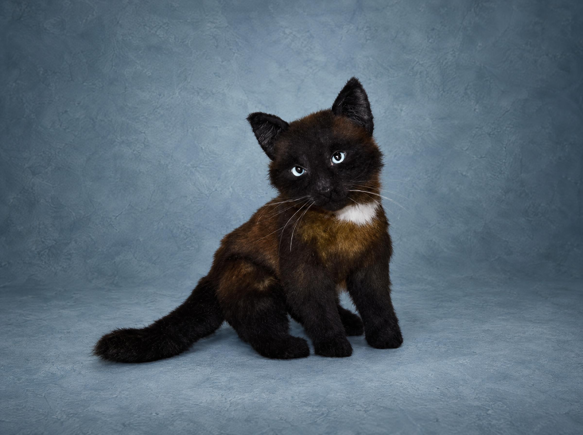Realistic black kitten plush with chocolate-brown sides and a white chest spot, handmade to order
