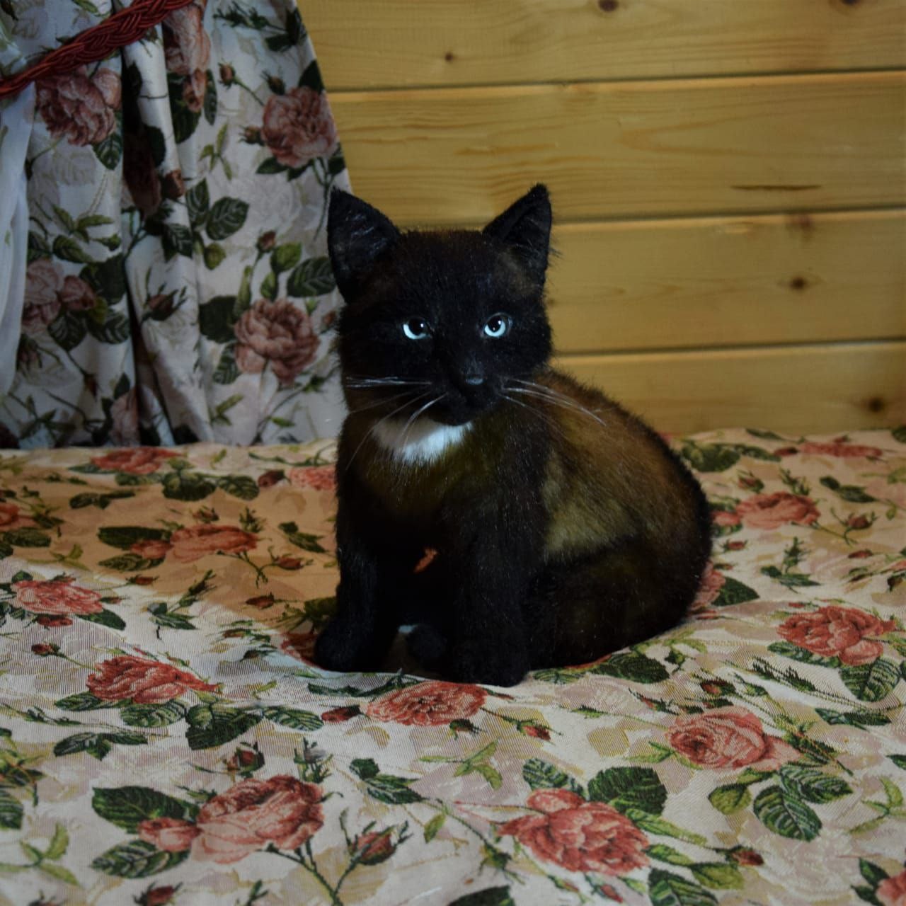 Realistic black kitten stuffed animal Realistic black kitten stuffed animal sitting on a rose blanket, sewn by hand from a pet's photos