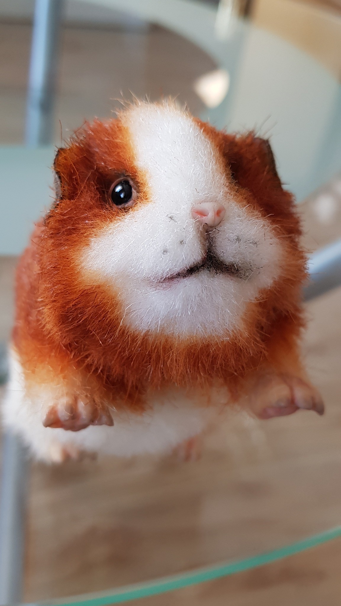 Realistic guinea pig plush face, white muzzle, pink nose and ginger cheeks, sewn by hand to order