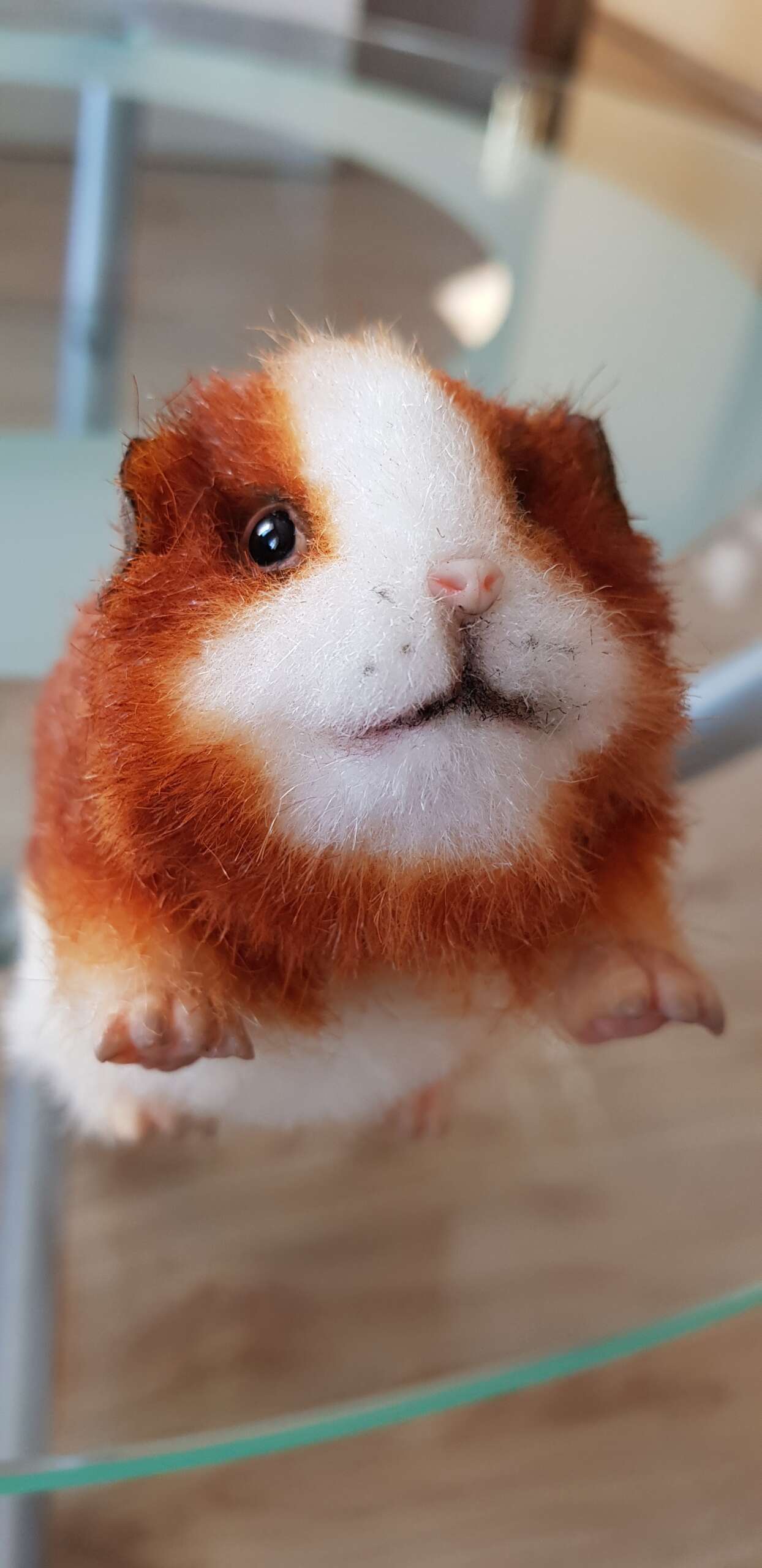 Realistic guinea pig plush face Realistic guinea pig plush face, white muzzle, pink nose and ginger cheeks, sewn by hand to order