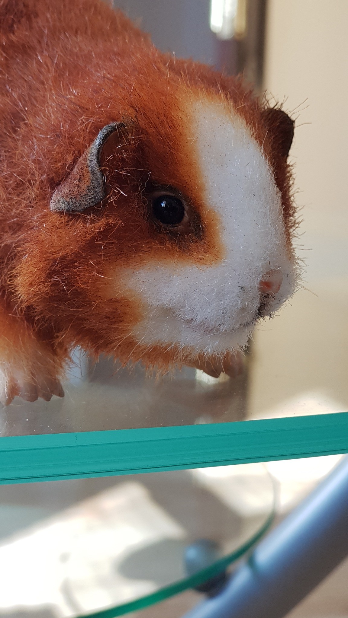 Realistic guinea pig stuffed animal with thin dark ears and shiny black eyes, handmade to order