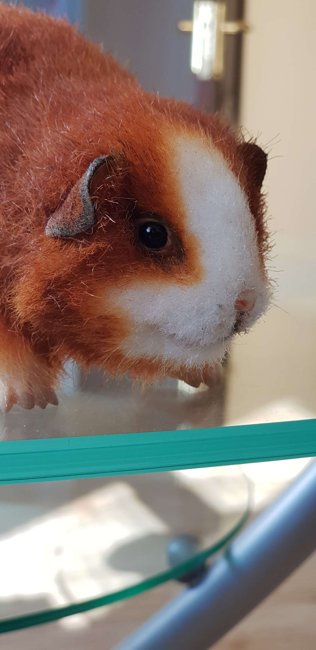 Realistic guinea pig stuffed animal Realistic guinea pig stuffed animal with thin dark ears and shiny black eyes, handmade to order