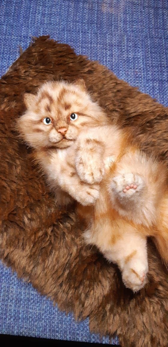 Realistic kitten stuffed animal on a rug Realistic kitten stuffed animal on its back on a brown rug, paws up, ginger spotted fur, made to order
