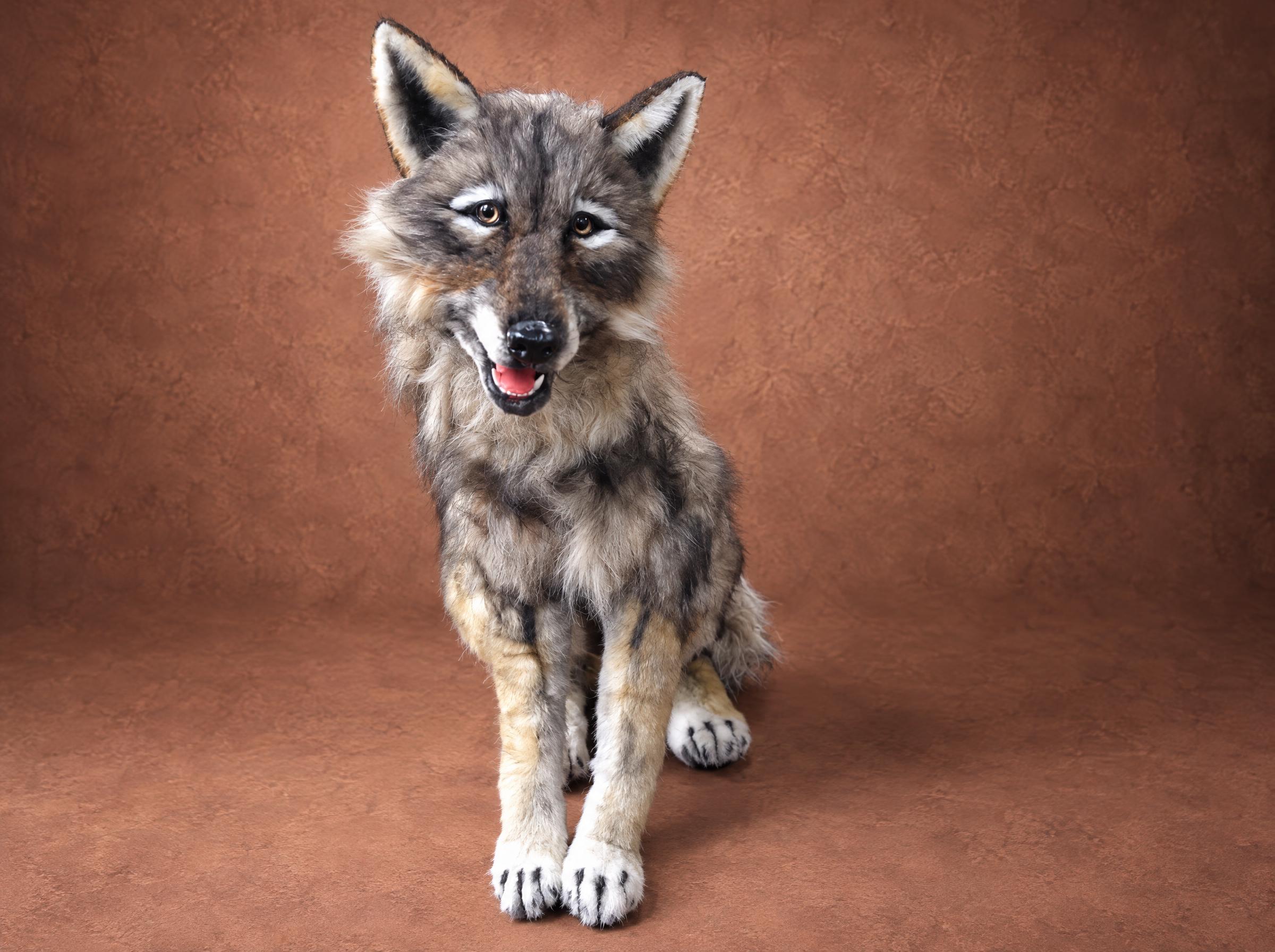 Realistic wolf plush, handmade to order: mottled grey faux fur, amber eyes, pale legs and an open-mouth grin