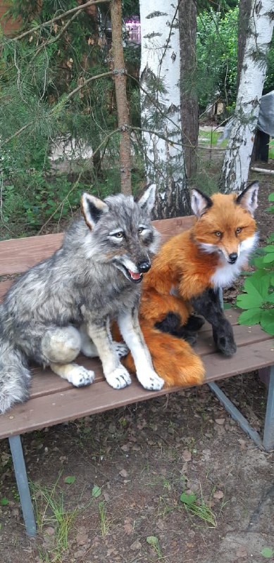 Realistic wolf and red fox plush Custom wolf plush and realistic red fox plush, both handmade to order, side by side on a garden bench