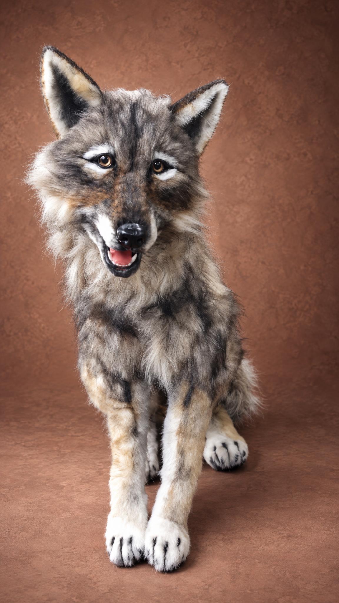 Realistic wolf stuffed animal sewn to order: tall ears, amber eyes, grey faux fur coat and pale buff paws
