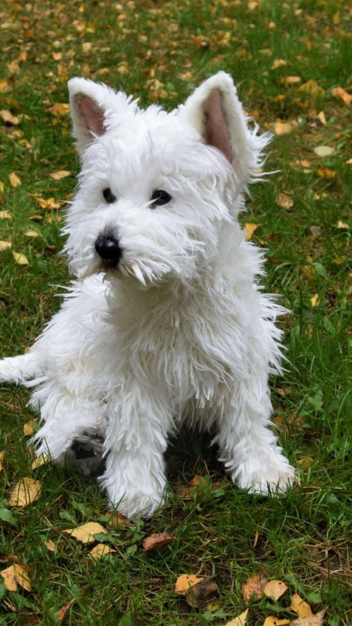 West Highland terrier plush with one paw forward and a round fluffy head, handmade to order
