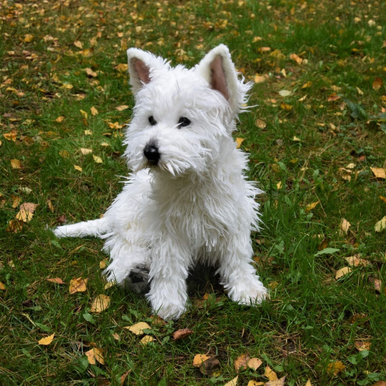 West Highland terrier plush West Highland terrier plush with one paw forward and a round fluffy head, handmade to order