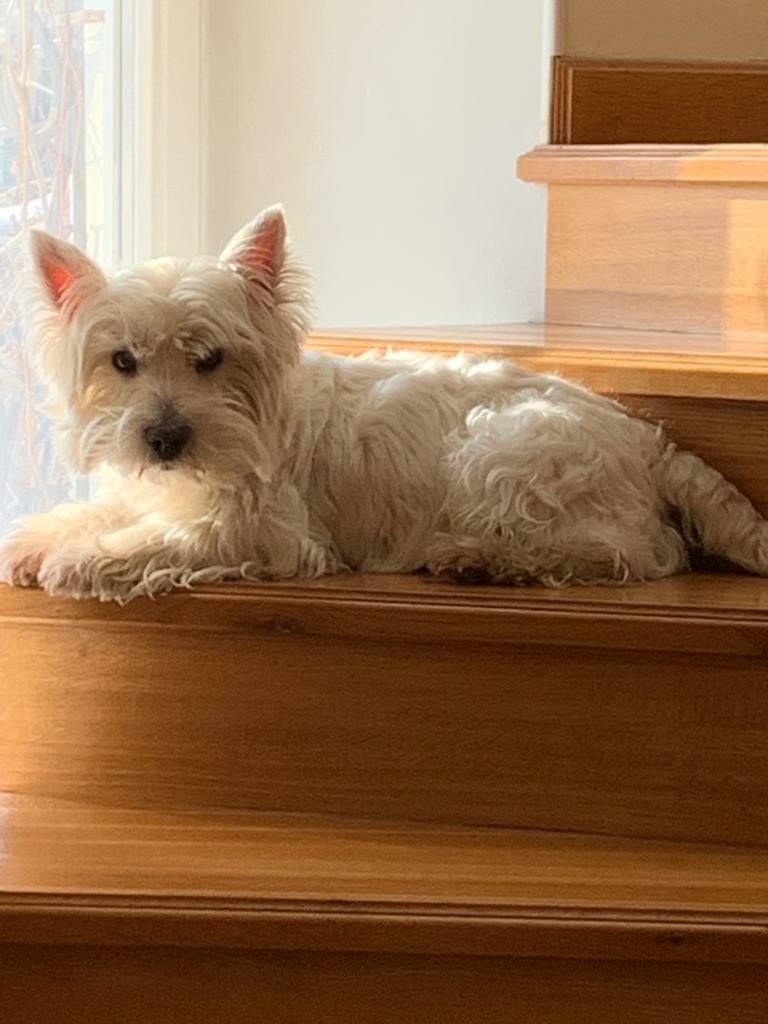 Customer photo of the Westie lying down The same real Westie lying on wooden stairs, a reference photo from the owner for the plush copy