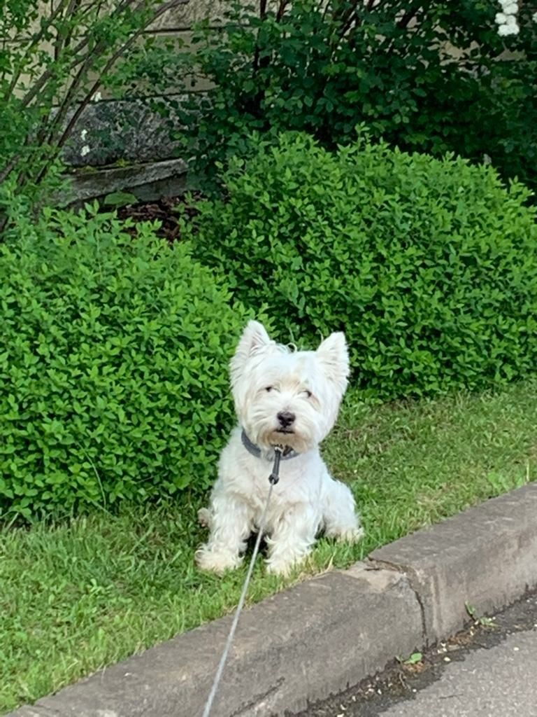 Customer photo of the real Westie The real Westie in the owner's photo that we sewed the plush from, sitting by a hedge on a lead