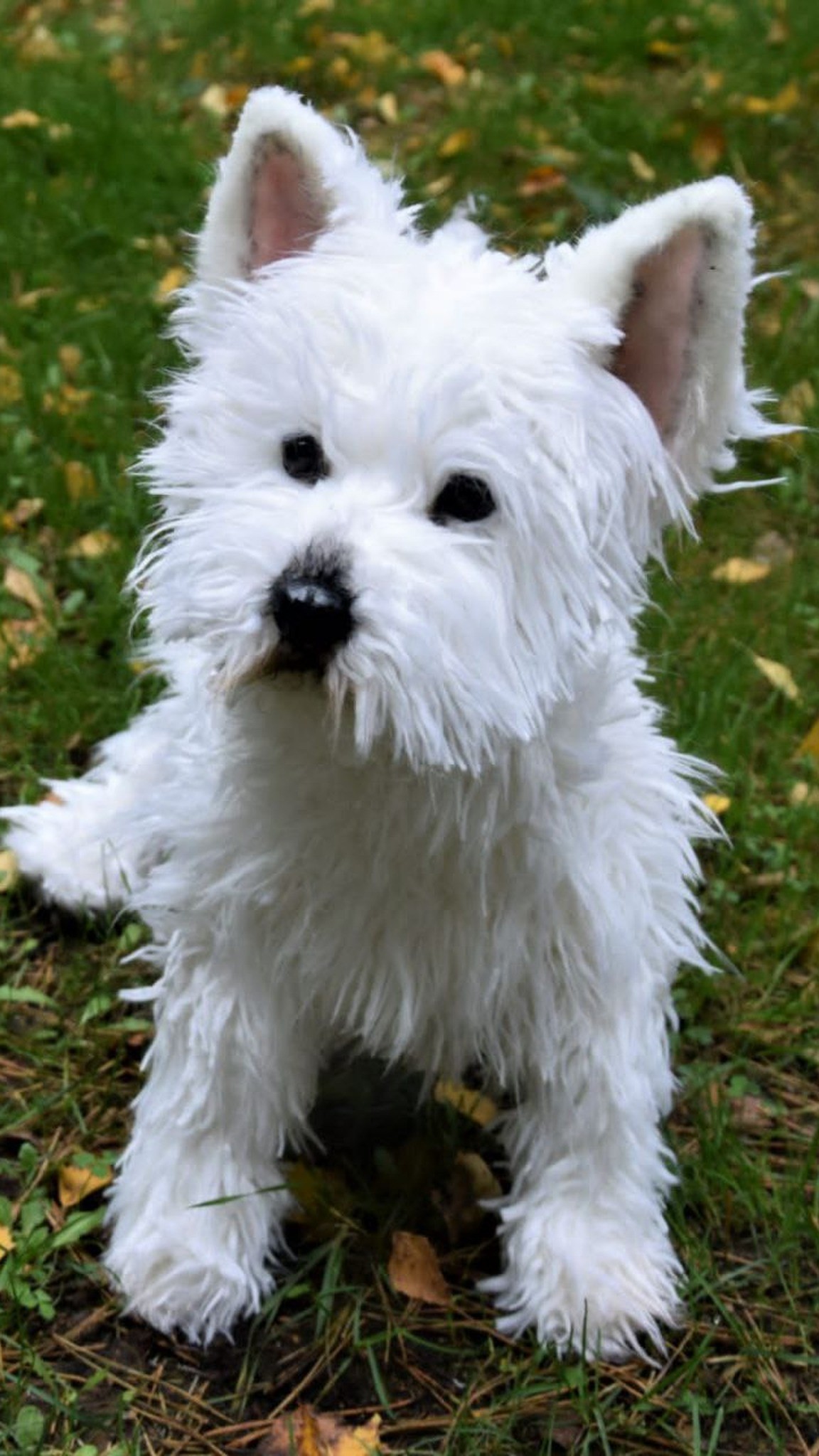 Westie plush sitting on autumn grass, long white faux fur on the legs and beard, sewn to order