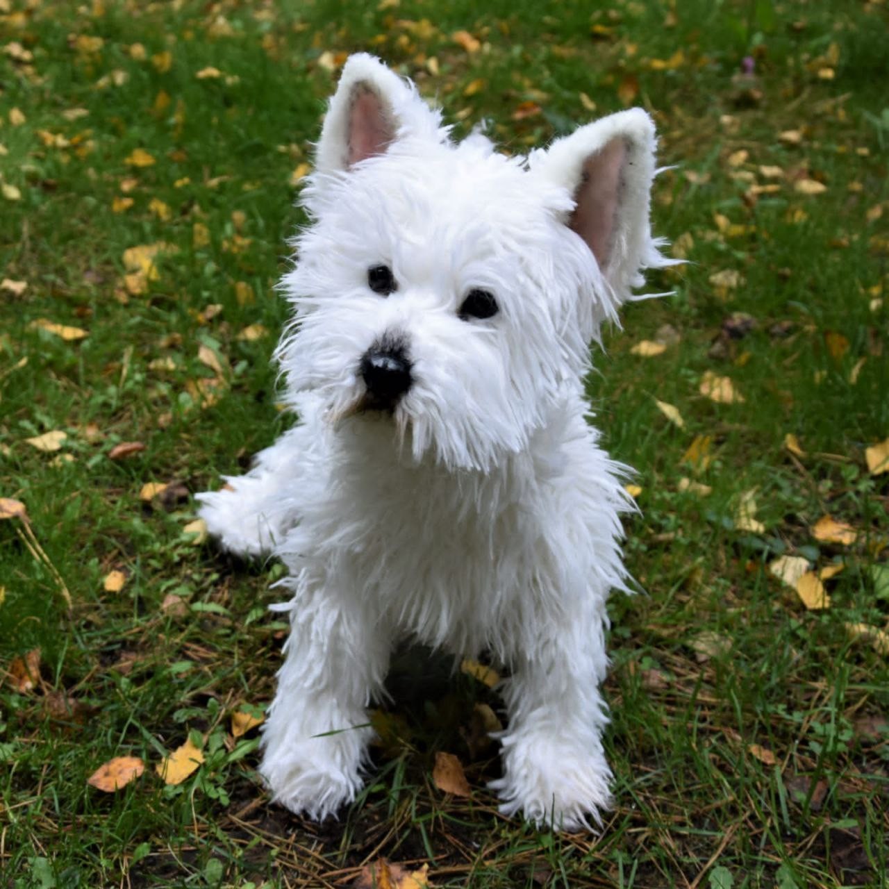 Westie plush with shaggy white legs Westie plush sitting on autumn grass, long white faux fur on the legs and beard, sewn to order