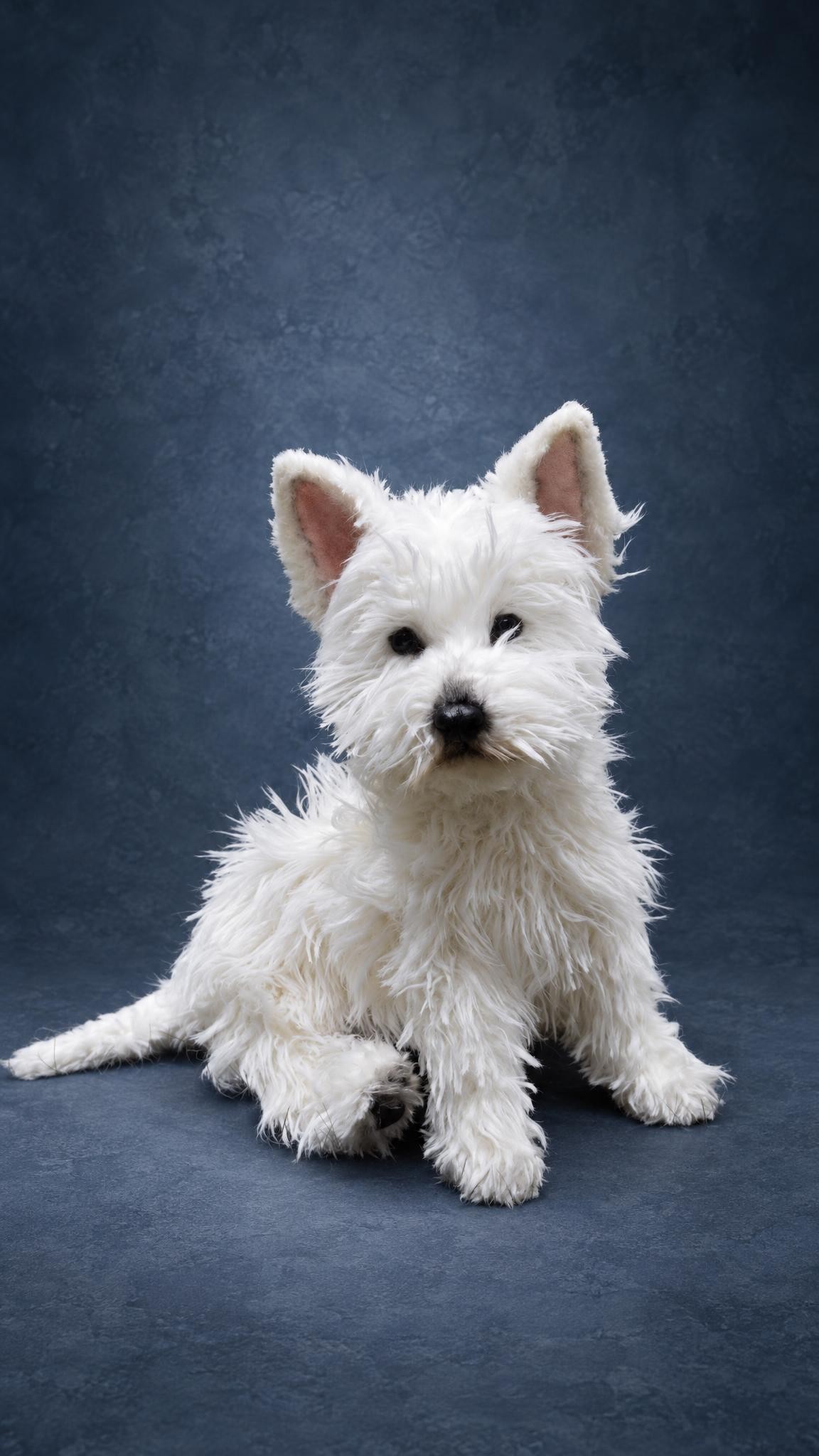 White Westie plush with pricked pink ears and a shaggy beard, handmade to order from dog photos