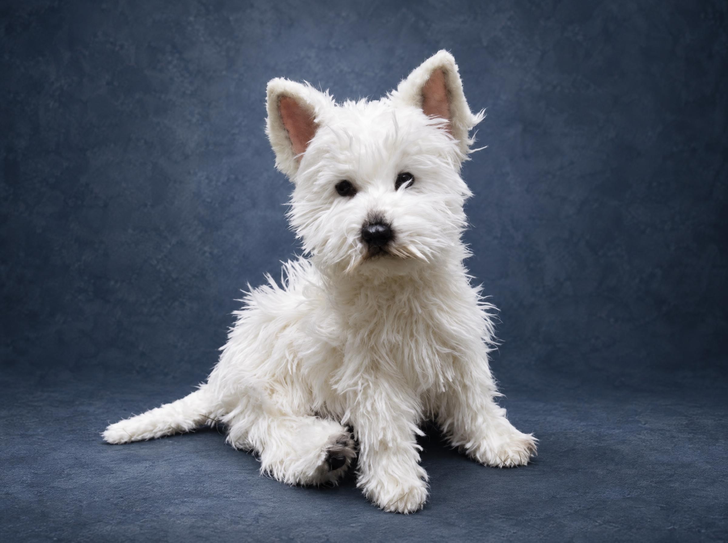 Westie plush sewn to order from a real dog's photos: shaggy white faux fur, pink-lined ears, black eyes