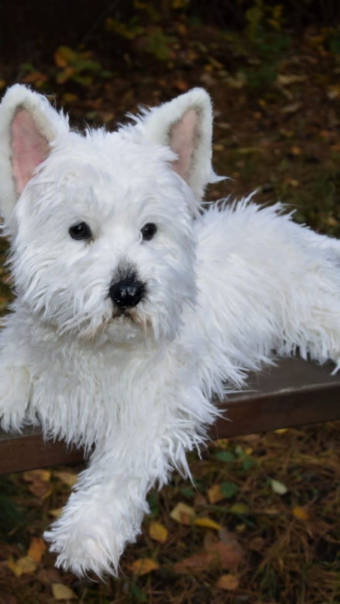 Westie stuffed animal lying on a garden swing, white faux fur and pink-lined ears, made to order