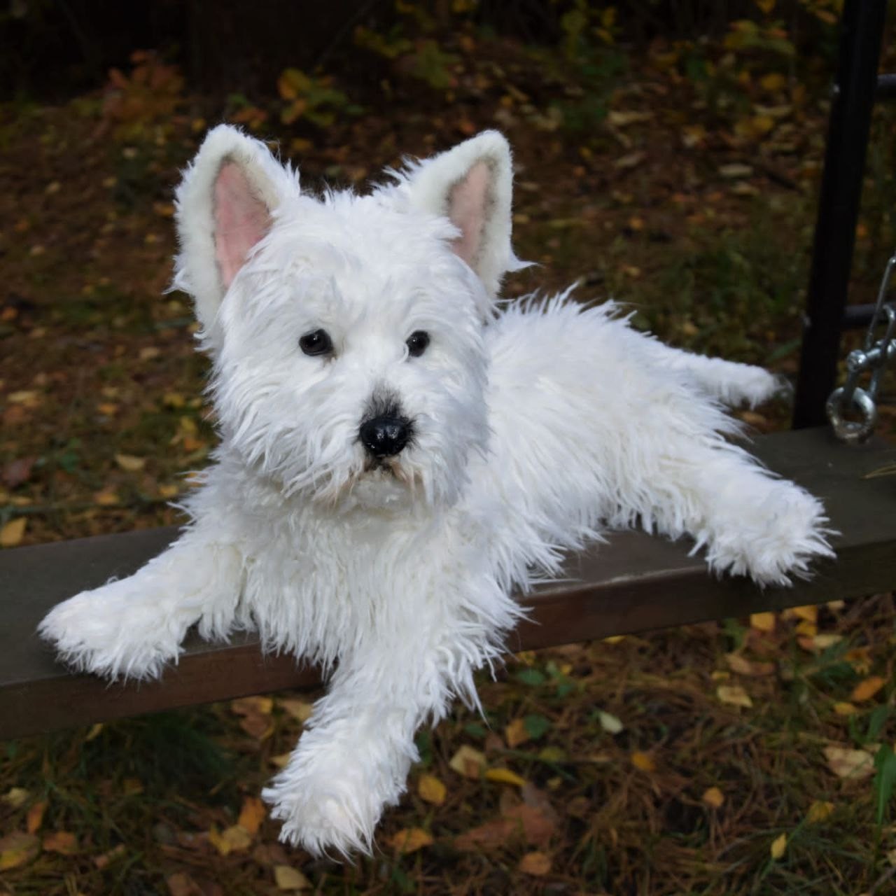 Westie stuffed animal lying down Westie stuffed animal lying on a garden swing, white faux fur and pink-lined ears, made to order
